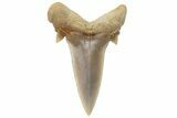 Mackerel Shark (Cretolamna) Tooth - Dakhla, Morocco #225289-1